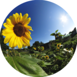 Fischauge, Sonnenblume